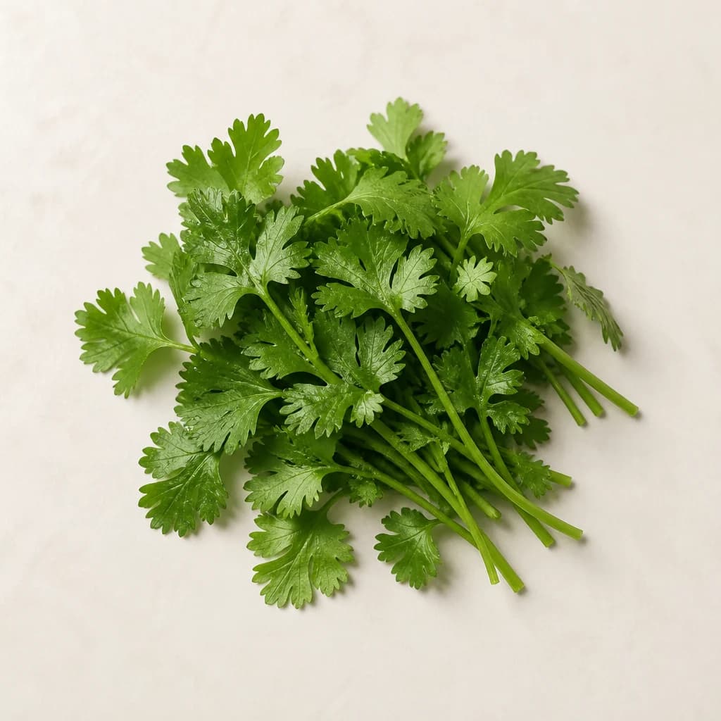 A small handful of fresh coriander on warm porcelain